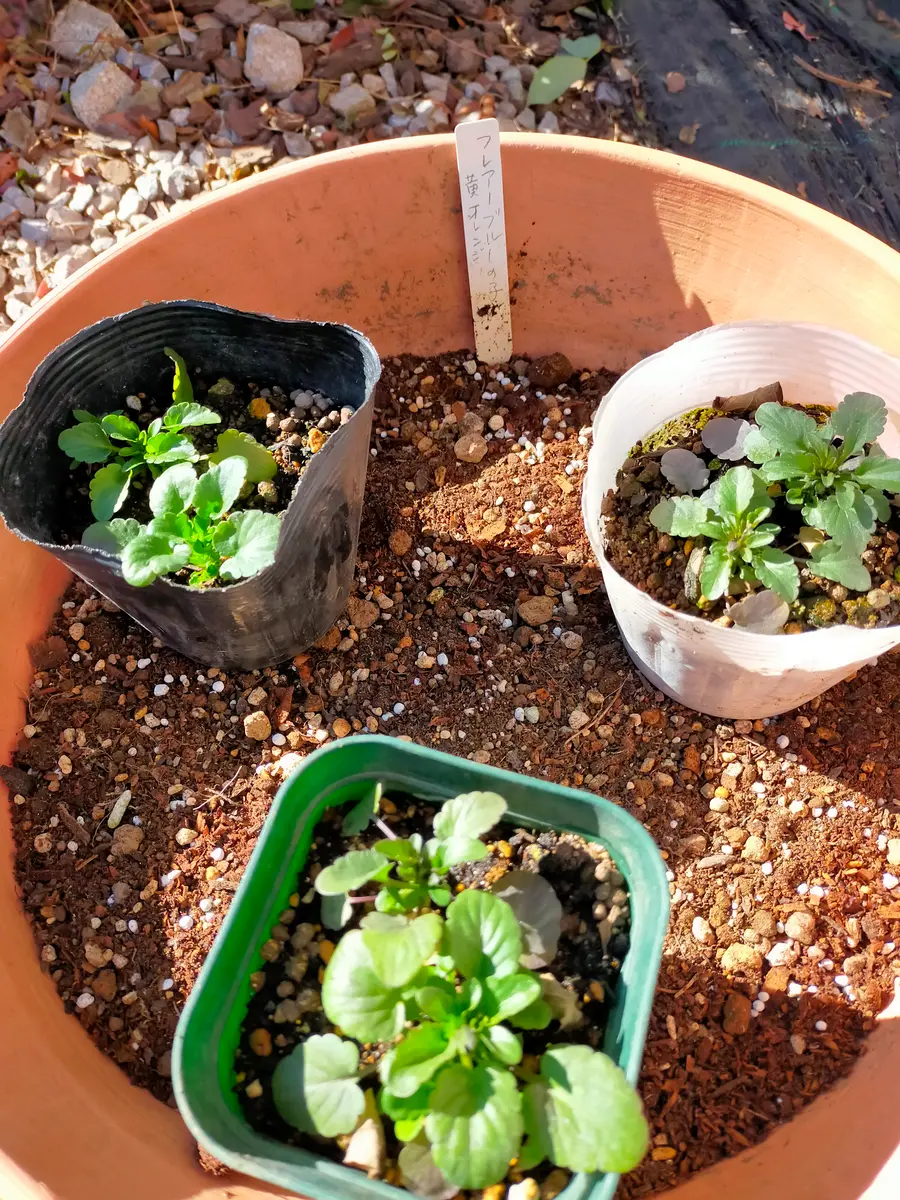 種蒔き苗の鉢上げ。｜園芸日記byKuroko｜みんなの趣味の園芸｜1282138