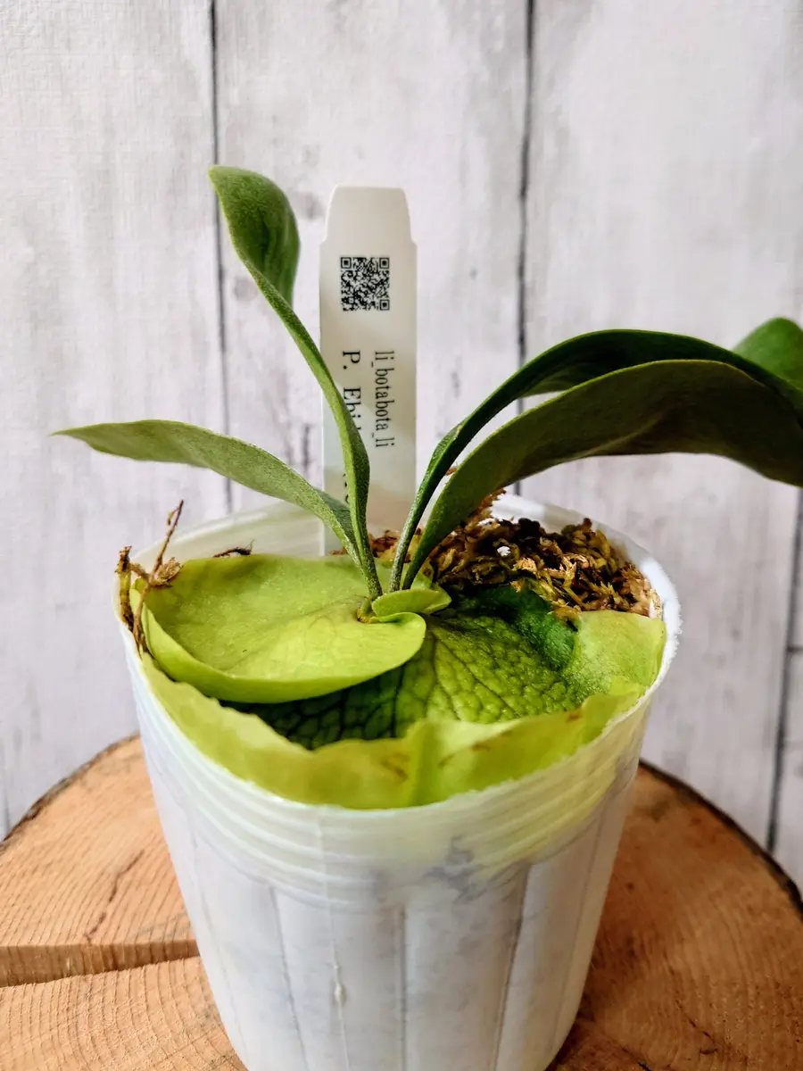 ビカクシダ・Ebid#2さん、ようこそ！｜園芸日記byPlantskafka 