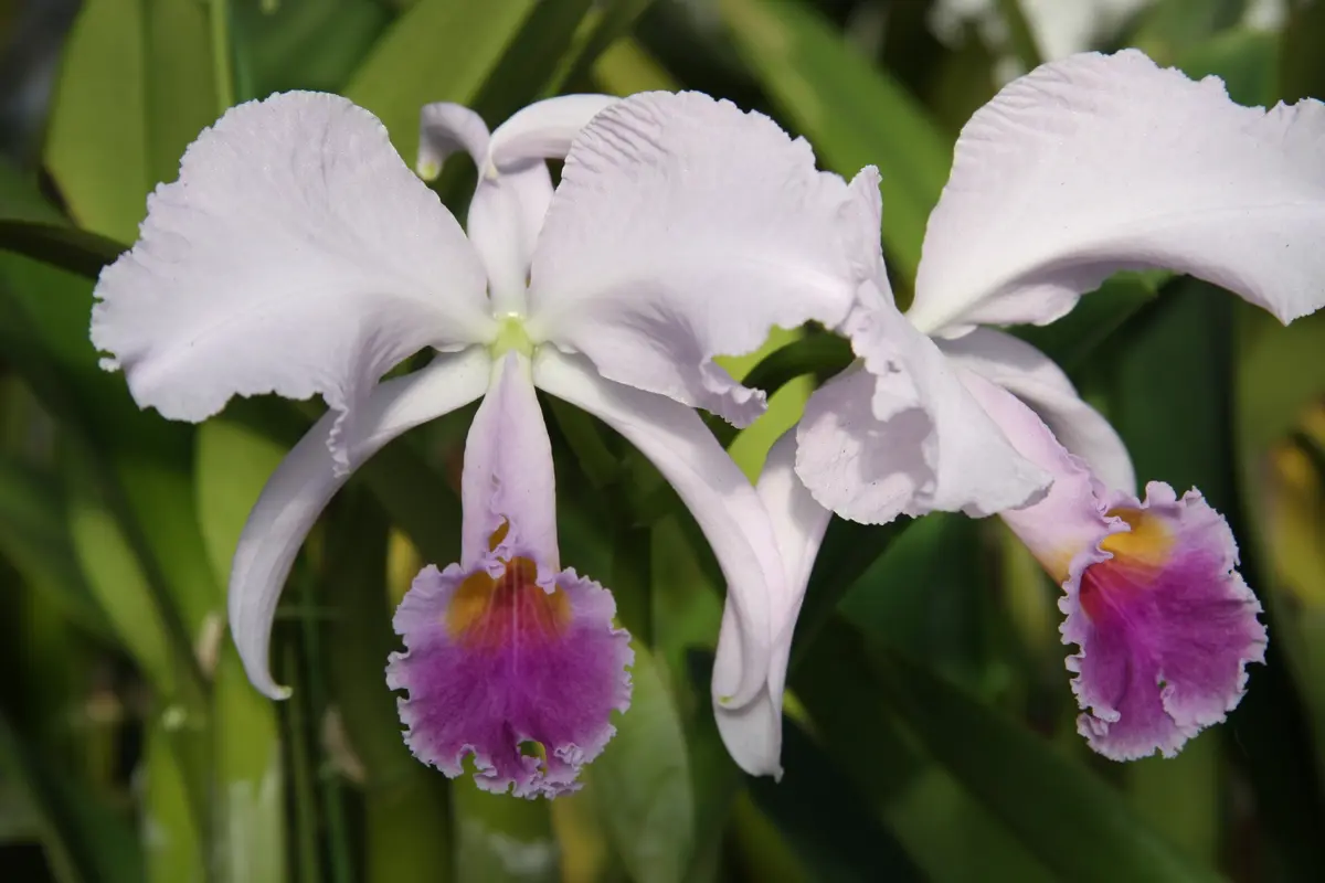 カトレア狂走曲 その6｜園芸日記by春来｜みんなの趣味の園芸｜128276