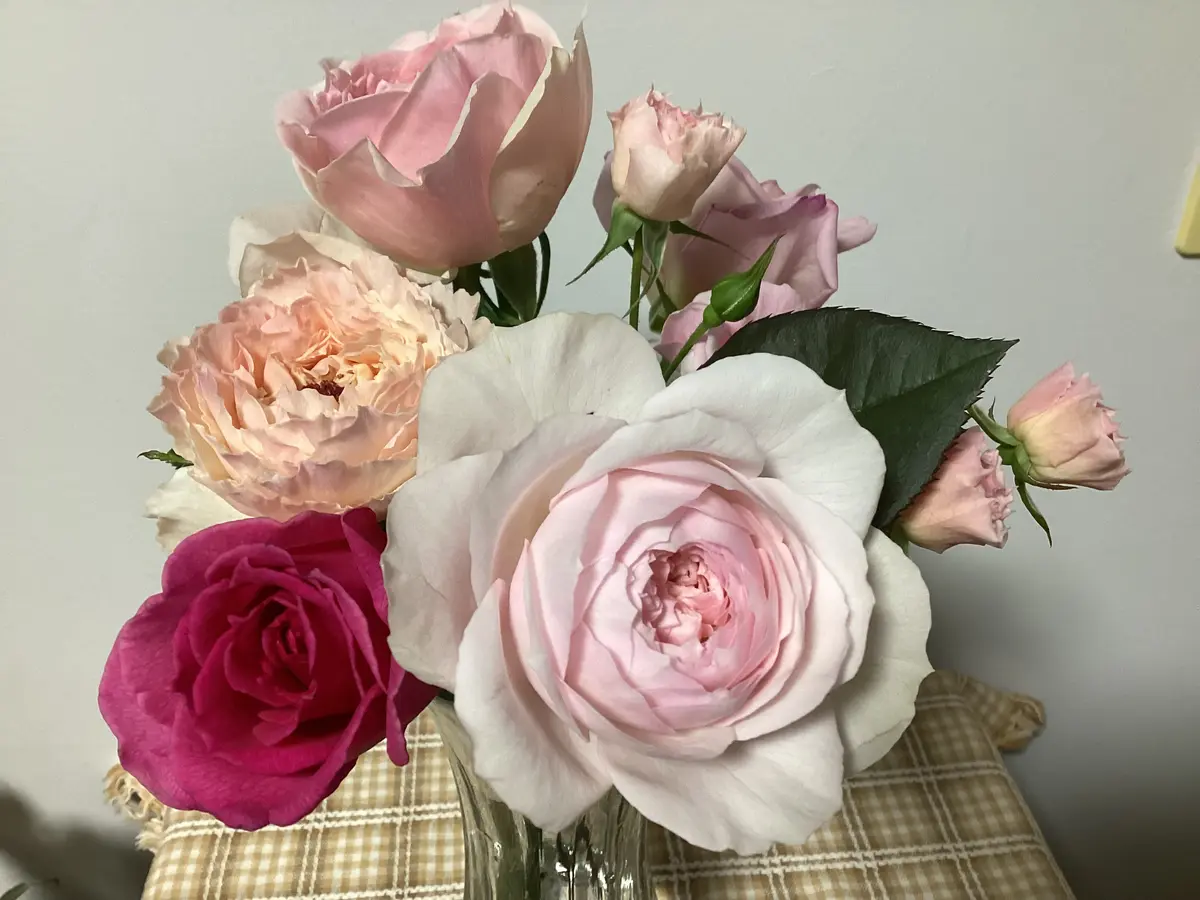 挿し木🌹コレクションが止まらない｜園芸日記by和と洋｜みんなの