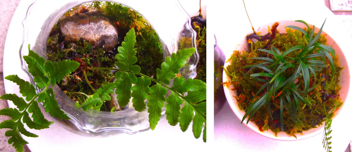 シダ（12）： 品種不明／野生種【水耕栽培】＜3＞｜園芸日記by団塊