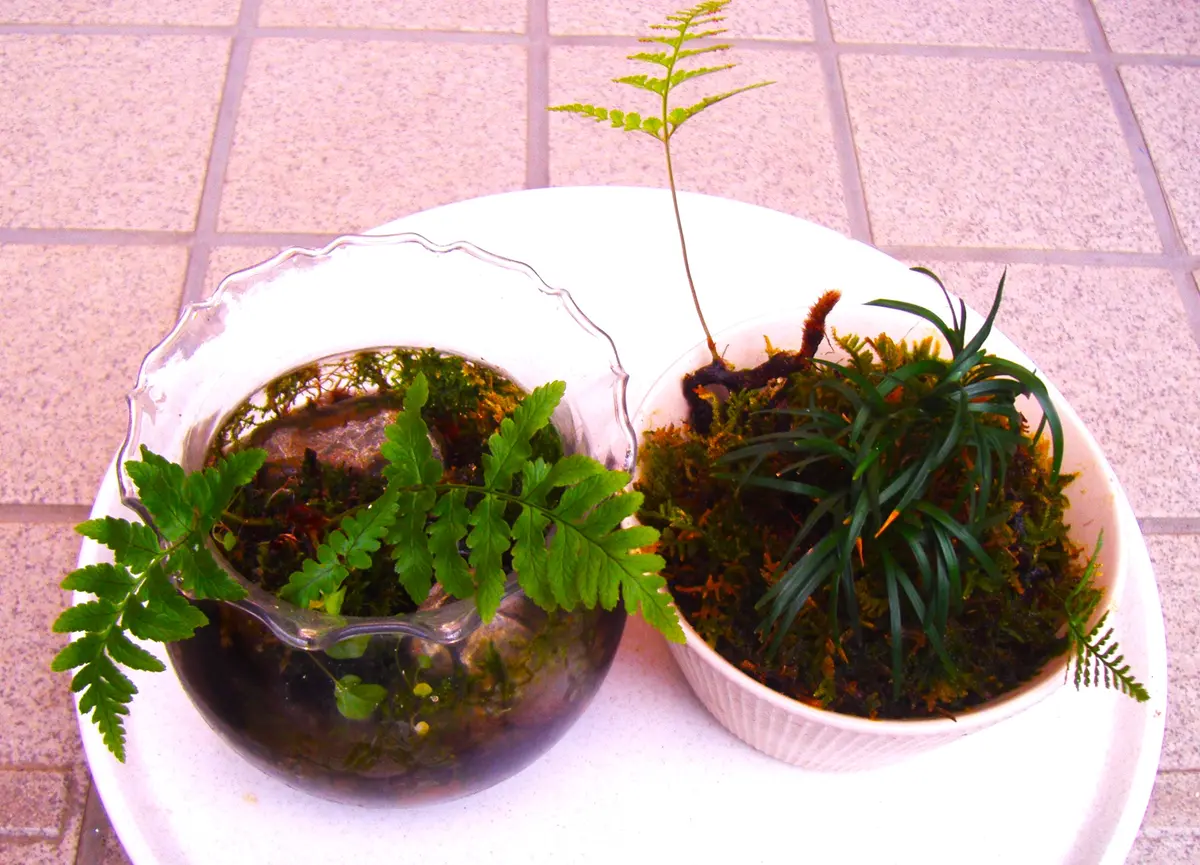 シダ（12）： 品種不明／野生種【水耕栽培】＜3＞｜園芸日記by団塊