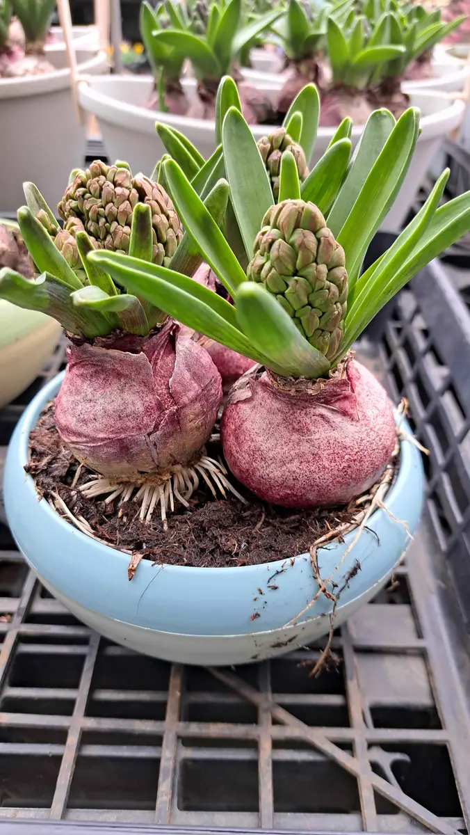 このあと、どうする？｜園芸日記by金子 明人｜みんなの趣味の園芸｜1283168