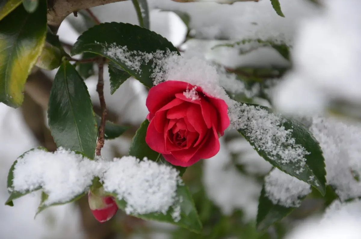 雪椿 ユキツバキのような景色です (^-^)｜園芸日記by赤い