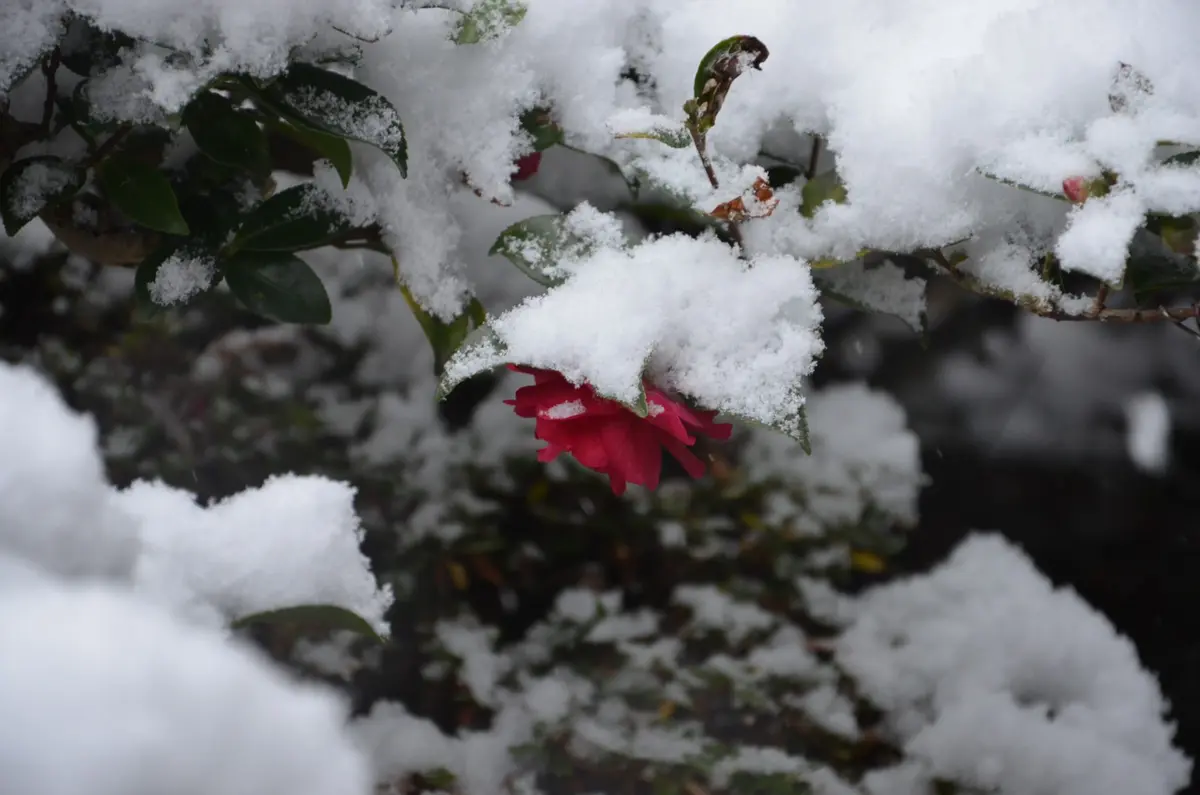 雪渓に寒椿に寄り添う雀 2022年『椿』カレンダー紹介｜富士精版印刷株式会社｜大阪・東京