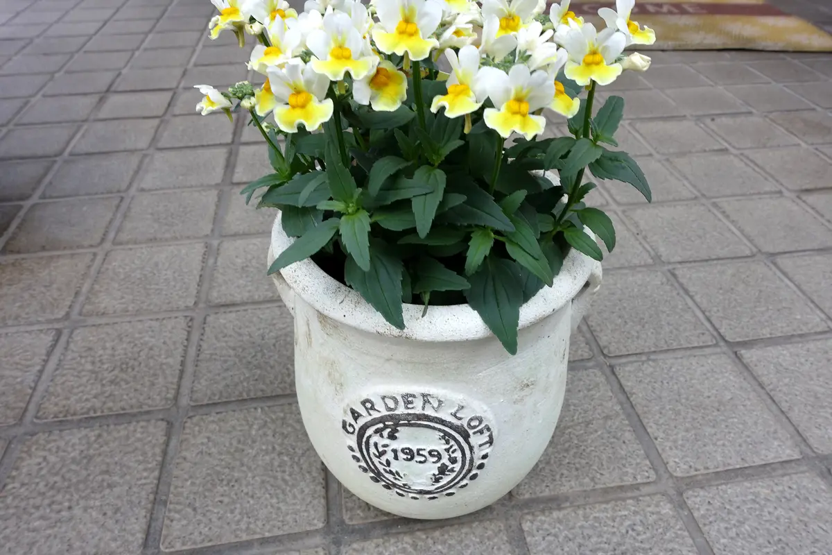 ネメシア レモンスカッシュ｜園芸日記by金太郎ちゃん｜みんなの趣味の