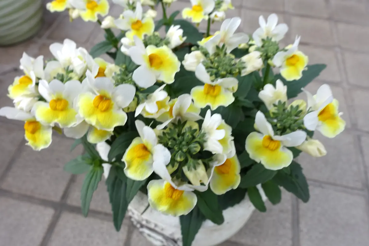 ネメシア レモンスカッシュ｜園芸日記by金太郎ちゃん｜みんなの趣味の