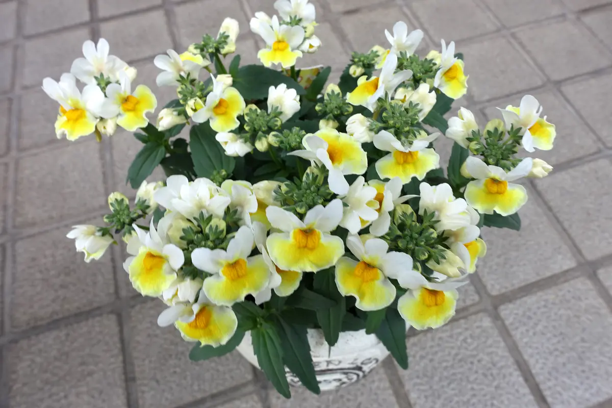 ネメシア レモンスカッシュ｜園芸日記by金太郎ちゃん｜みんなの趣味の