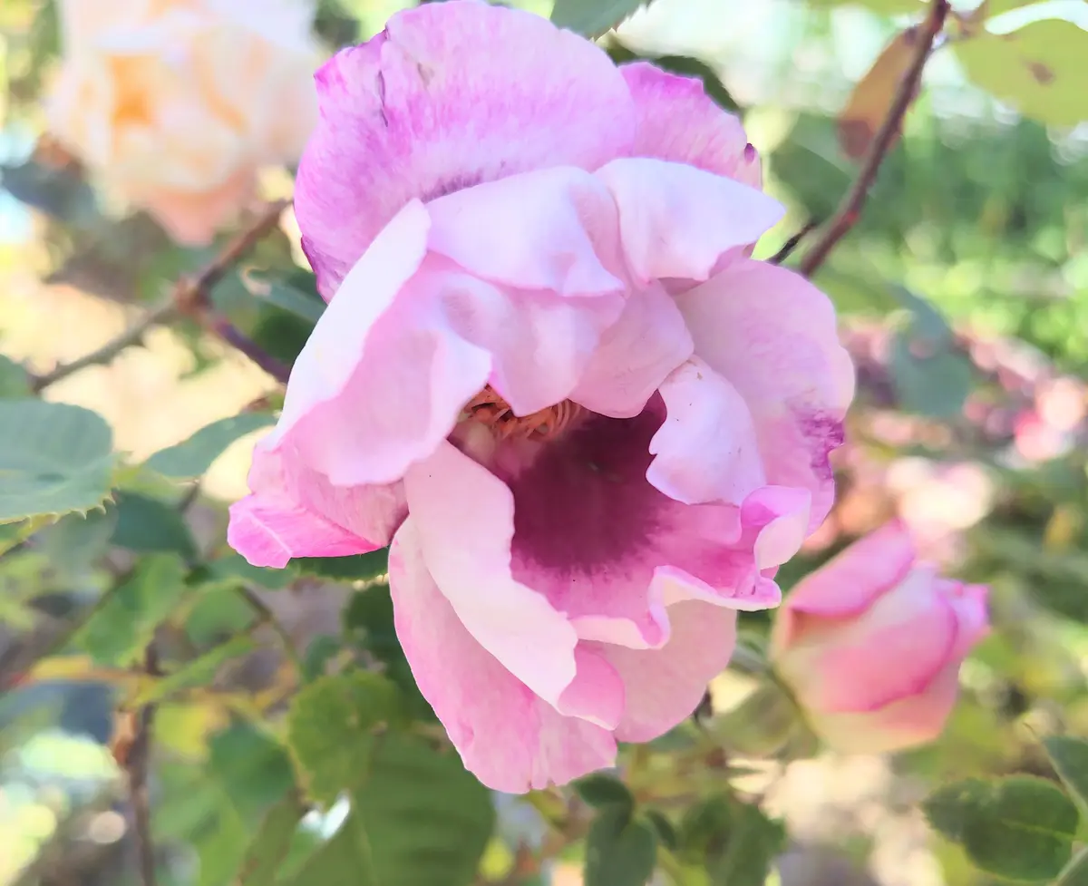 今日の薔薇🌹｜園芸日記byjictenko｜みんなの趣味の園芸｜1283845