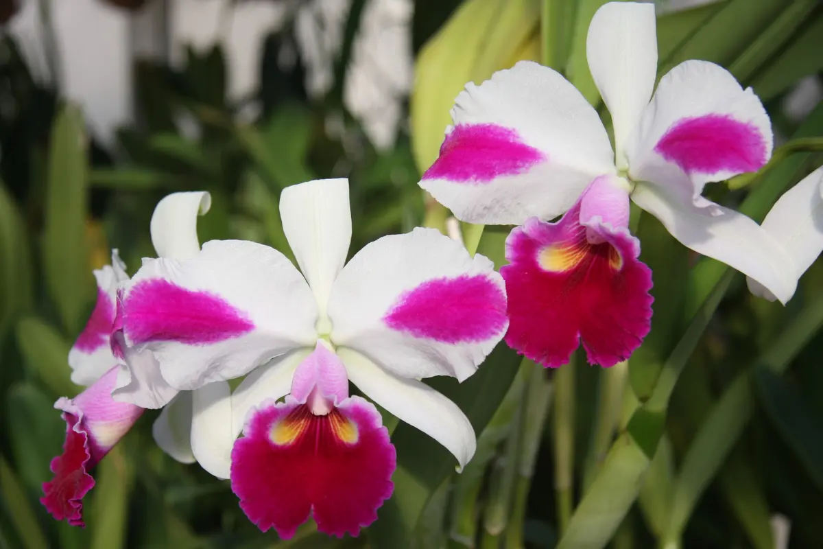 カトレア狂走曲 その7｜園芸日記by春来｜みんなの趣味の園芸｜128388