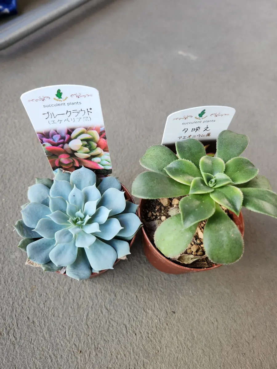 センペルビウム　レモンスカイ センペルビウム レモンスカイ ホームセンターへ｜園芸日記by律九