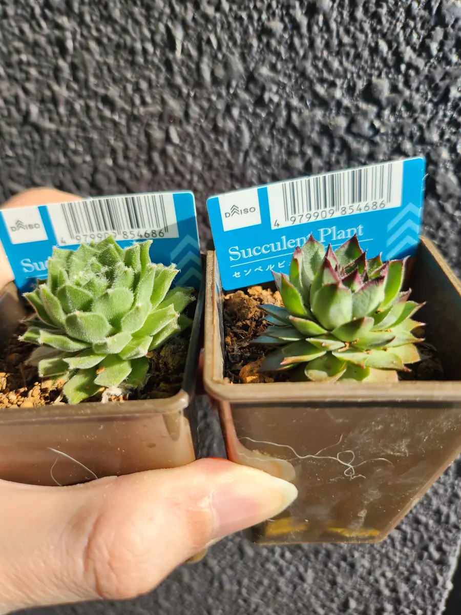 DAISOセンペルビウム｜園芸日記by律九｜みんなの趣味の園芸｜1284238