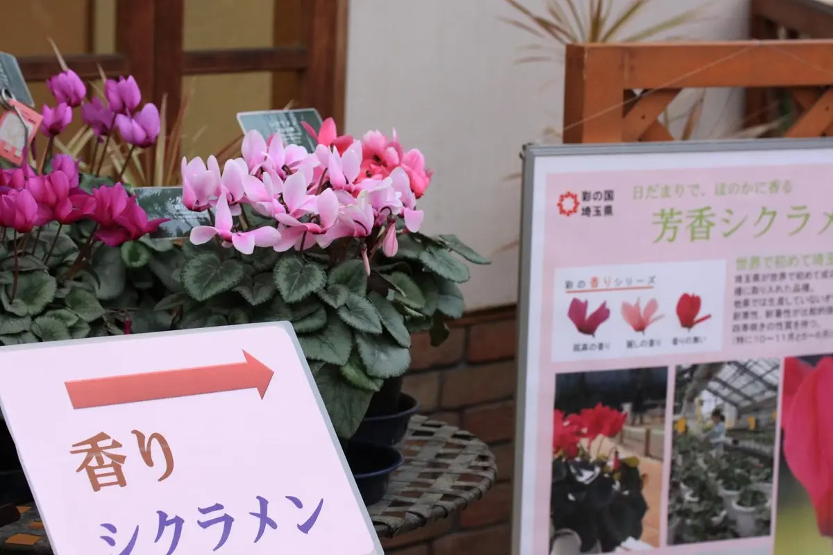 シクラメンの花｜園芸日記by鹿せんべい｜みんなの趣味の園芸