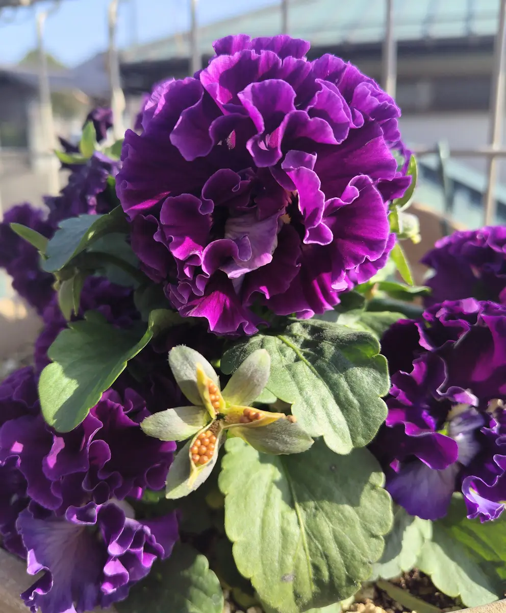 パンジー アンティークラッフル 【セレクト花苗セット】フリルパンジー