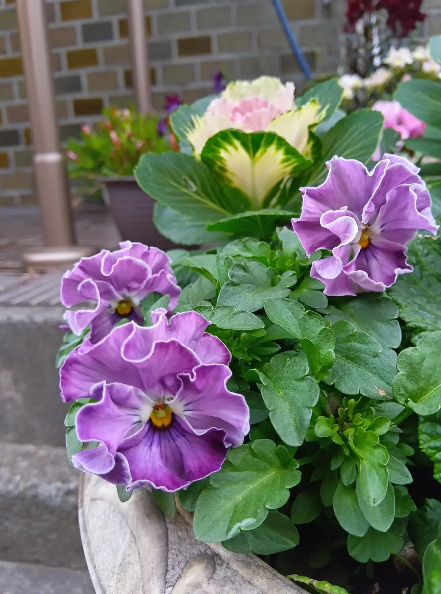 Amazon.co.jp: 店長おまかせ 季節の花苗8個セット ガーデニング