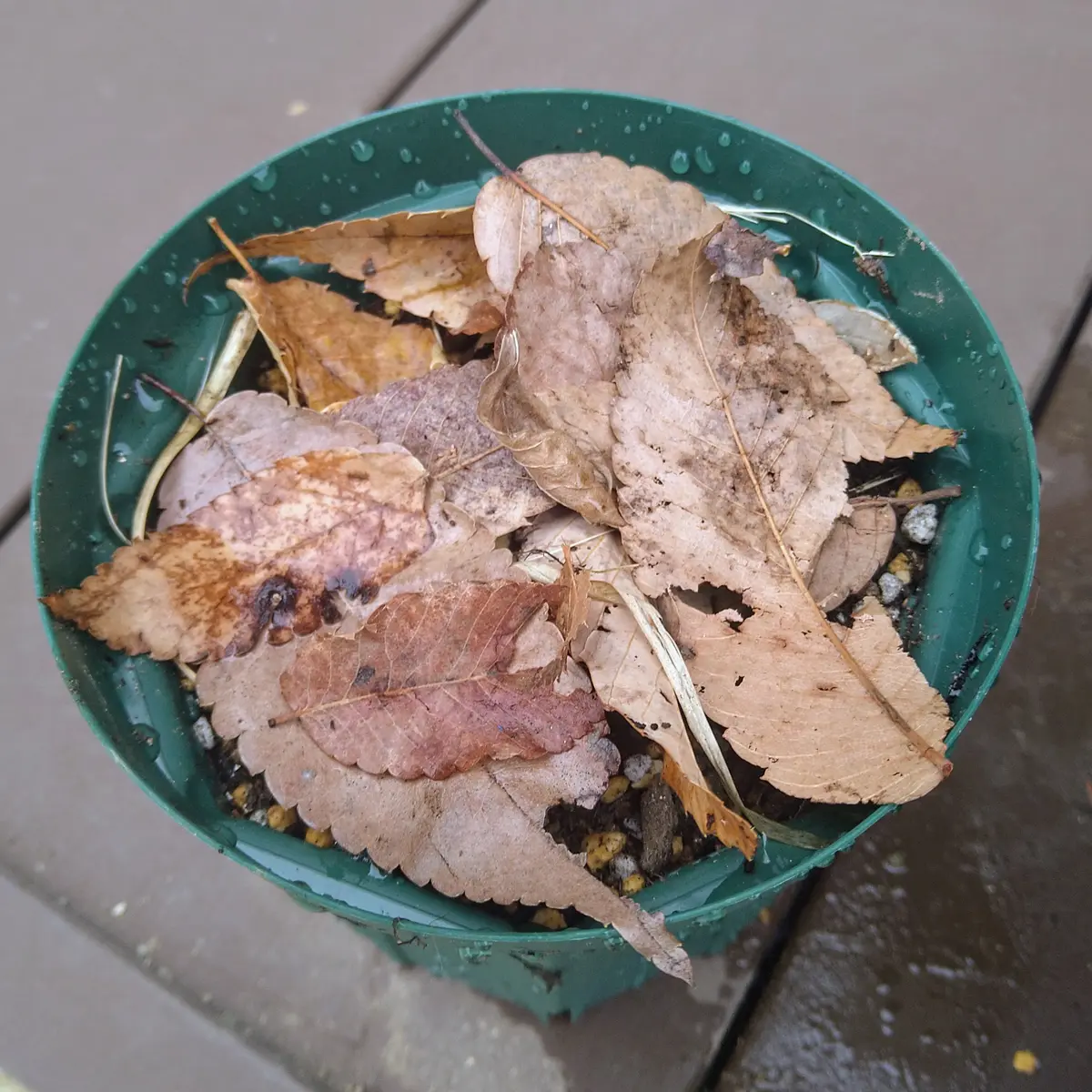 鉢割れ 根が張りすぎて割れた鉢・・・ : For Happy Days