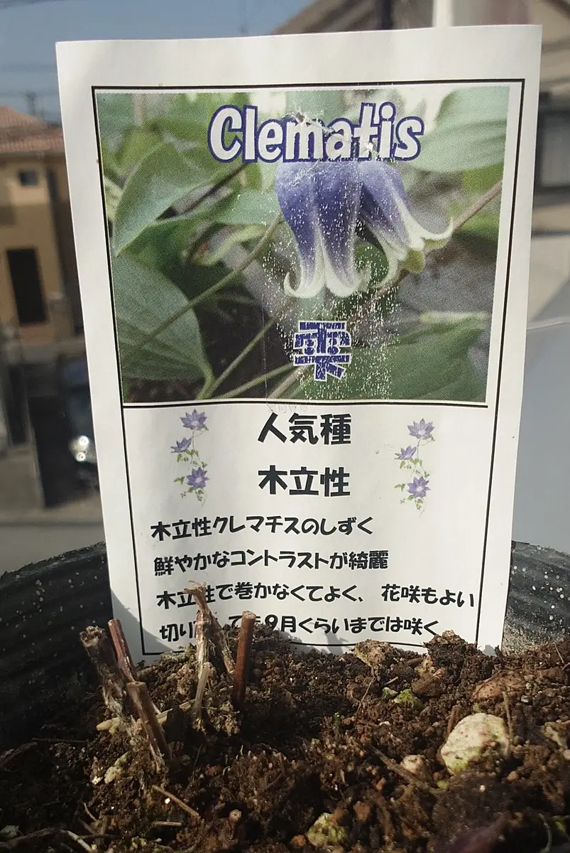 クレマチス：小沢バイオレット4号ロングポット（ビチセラ系） の
