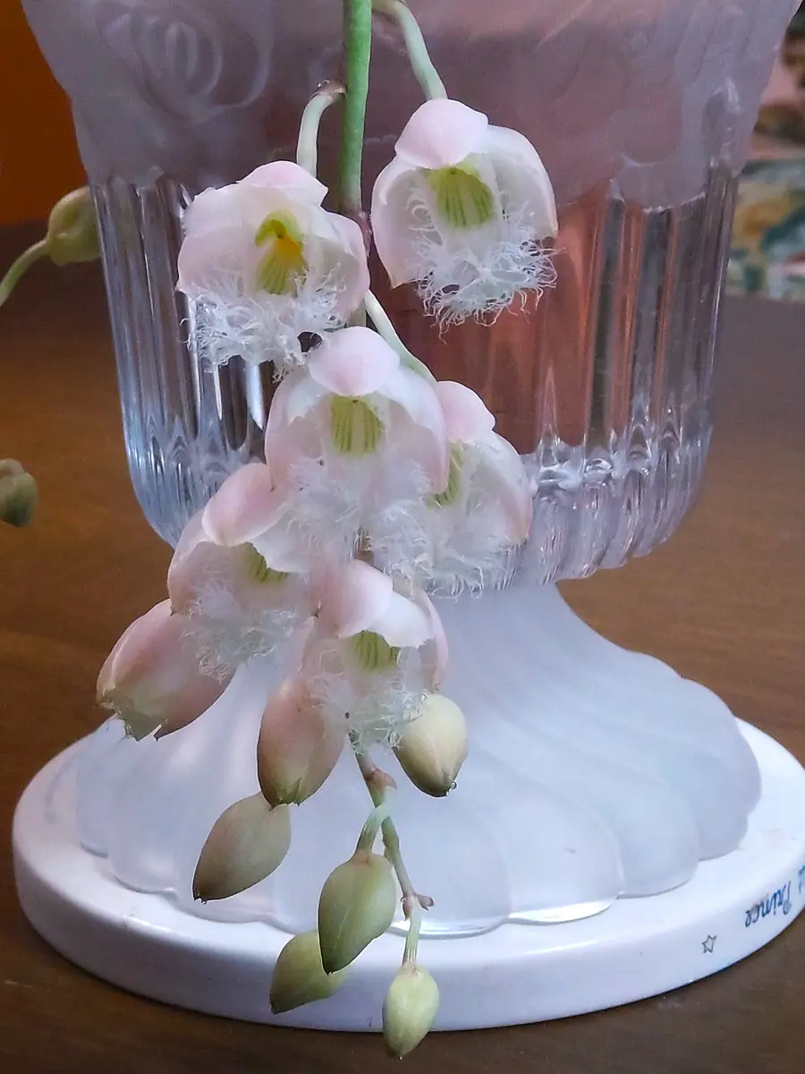 タケノコ蘭｜園芸日記byおれんじぺこ｜みんなの趣味の園芸｜1286944