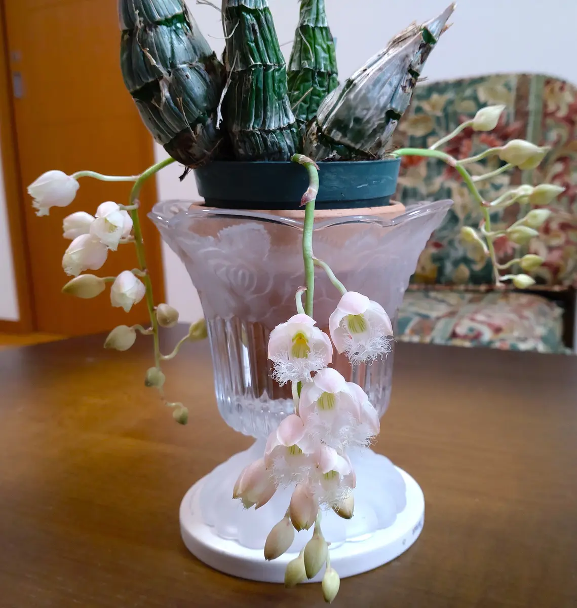 タケノコ蘭｜園芸日記byおれんじぺこ｜みんなの趣味の園芸｜1286944