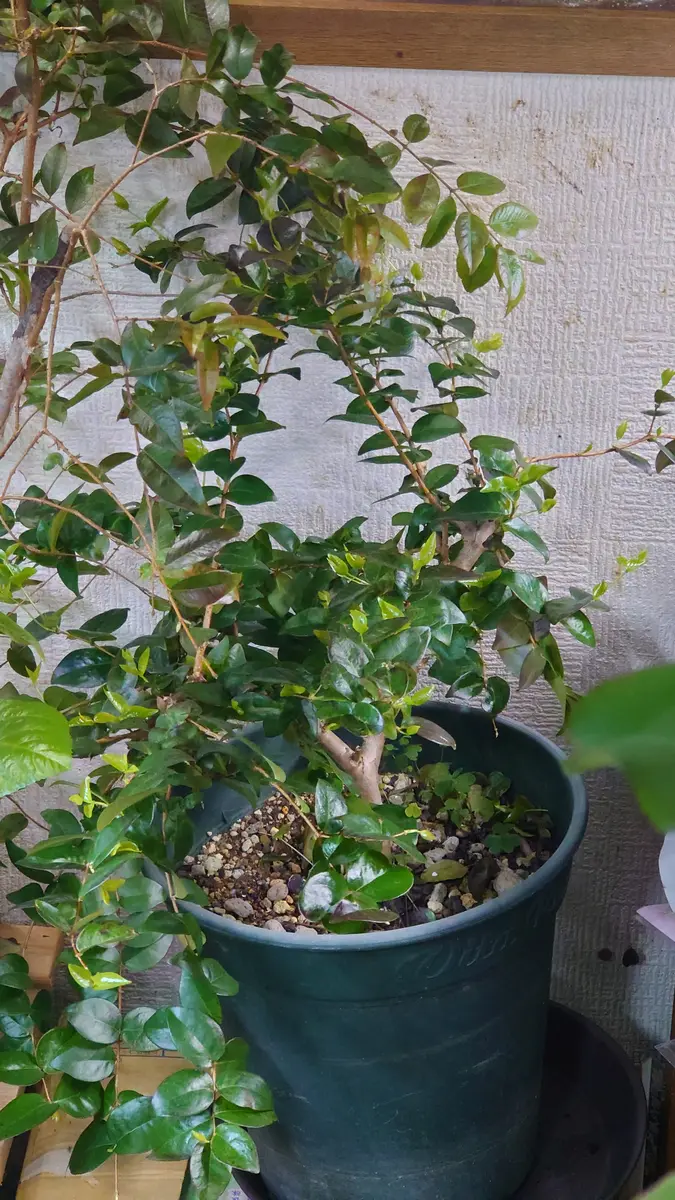 熱帯植物　リンコピレsp.シンタン　[SF0925-01]　黒葉 ブラックピタンガと今夜届くもの｜園芸日記by時を越える猫｜みんなの