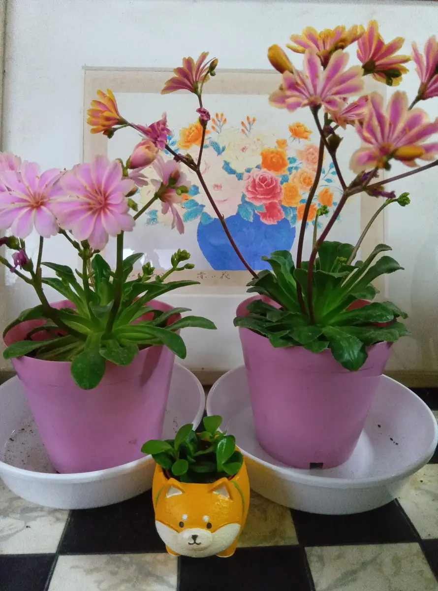 花柴 ちっちゃ！かわいすぎる豆柴多肉｜園芸日記byいわきょん｜みんなの趣味