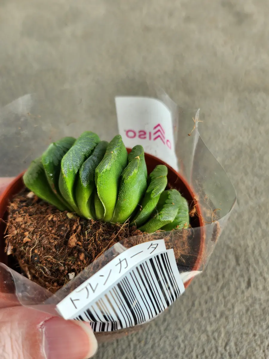 ダイソーでトルンカータ(玉扇)？？｜園芸日記by律九｜みんなの趣味の