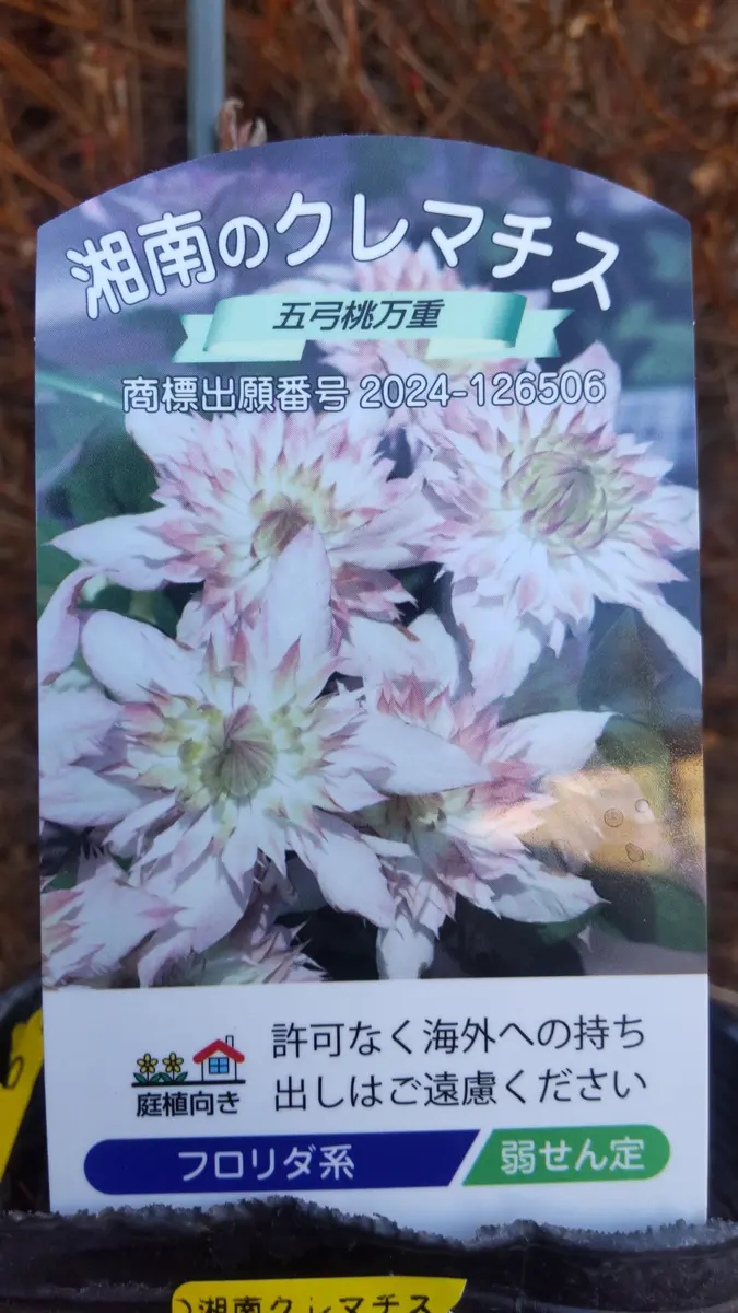五弓桃万重|園芸日記byさいちぇん|みんなの趣味の園芸|1287259 五弓桃万重|園芸日記byさいちぇん|みんなの趣味の園芸|1287259