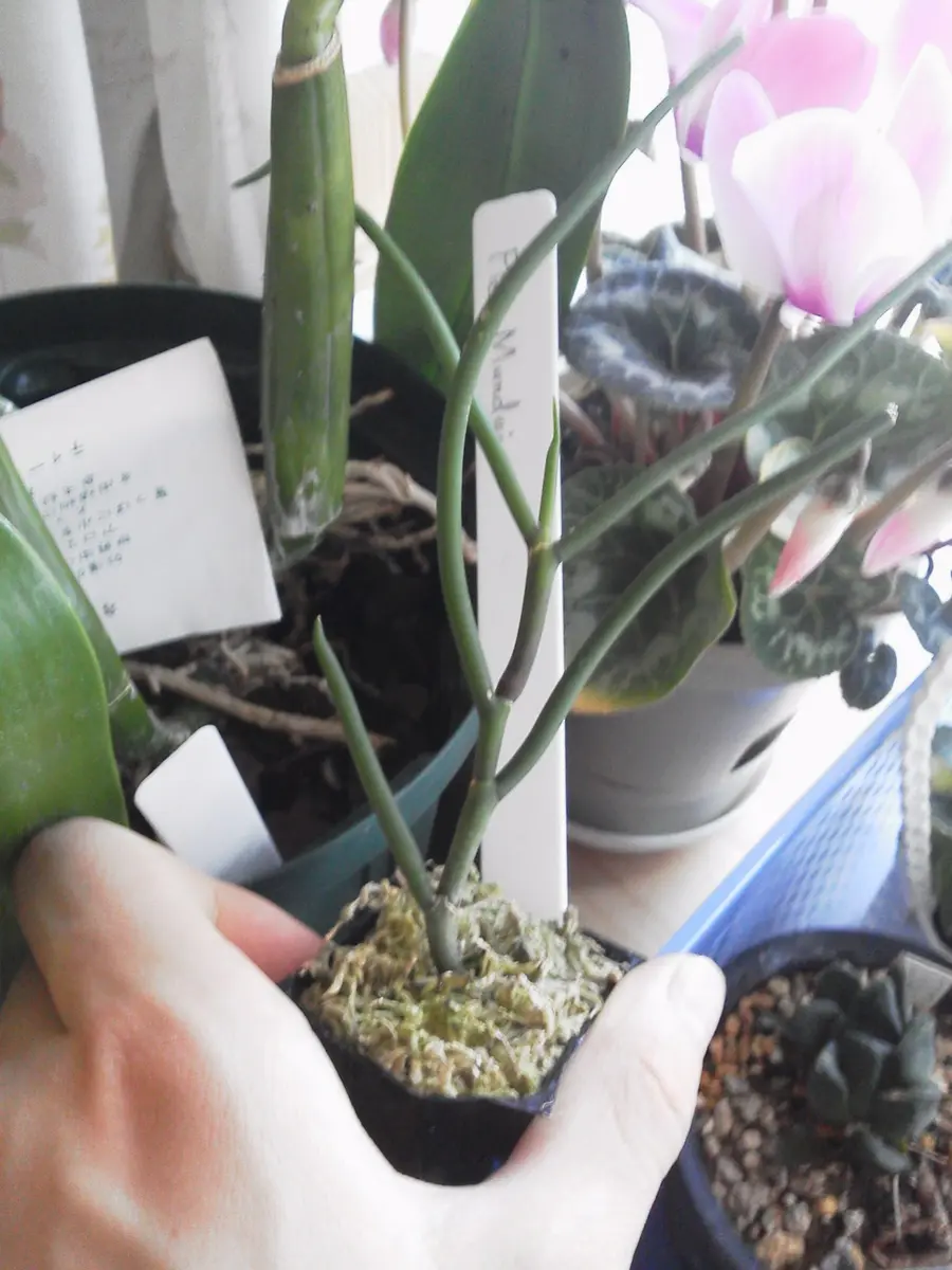 激レアパピリオナンテ 花棒蘭｜園芸日記byフデクサ｜みんなの趣味の