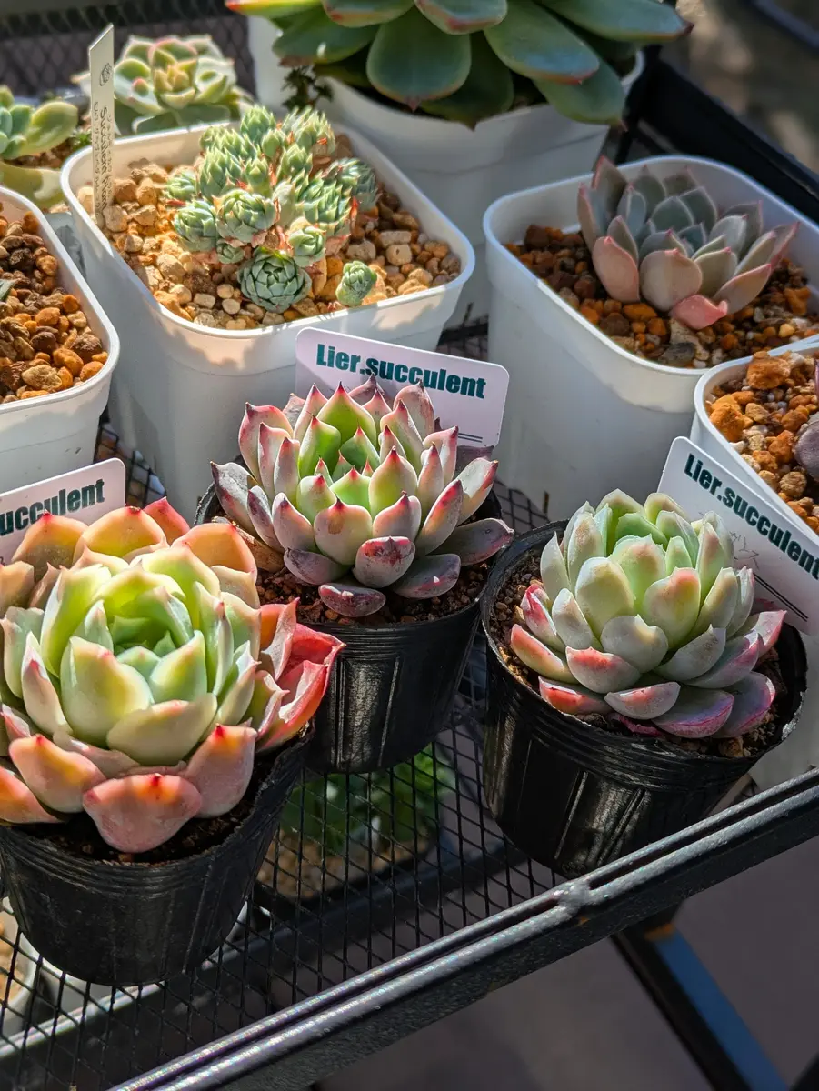 リエールさん多肉｜園芸日記byなかのねこ｜みんなの趣味の園芸｜1287480