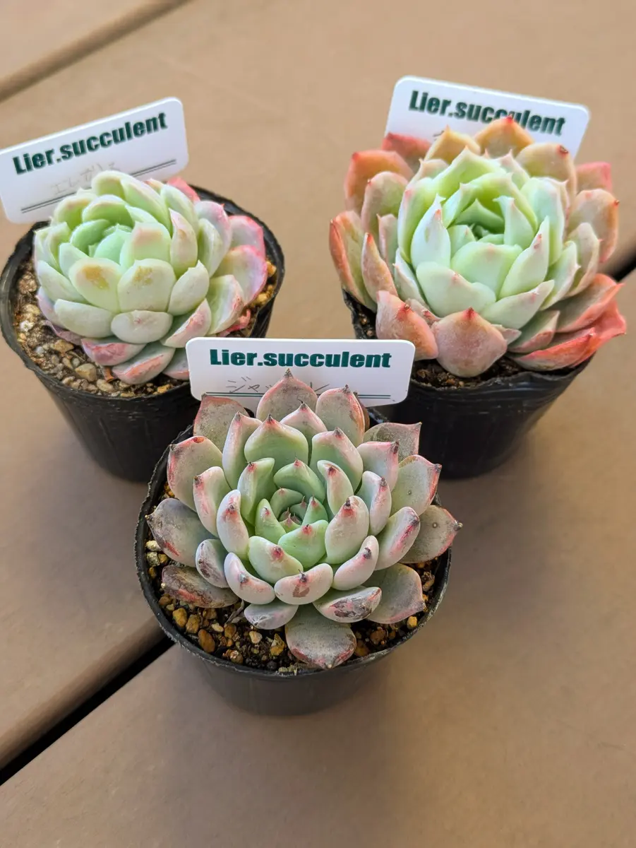 リエールさん多肉｜園芸日記byなかのねこ｜みんなの趣味の園芸｜1287480