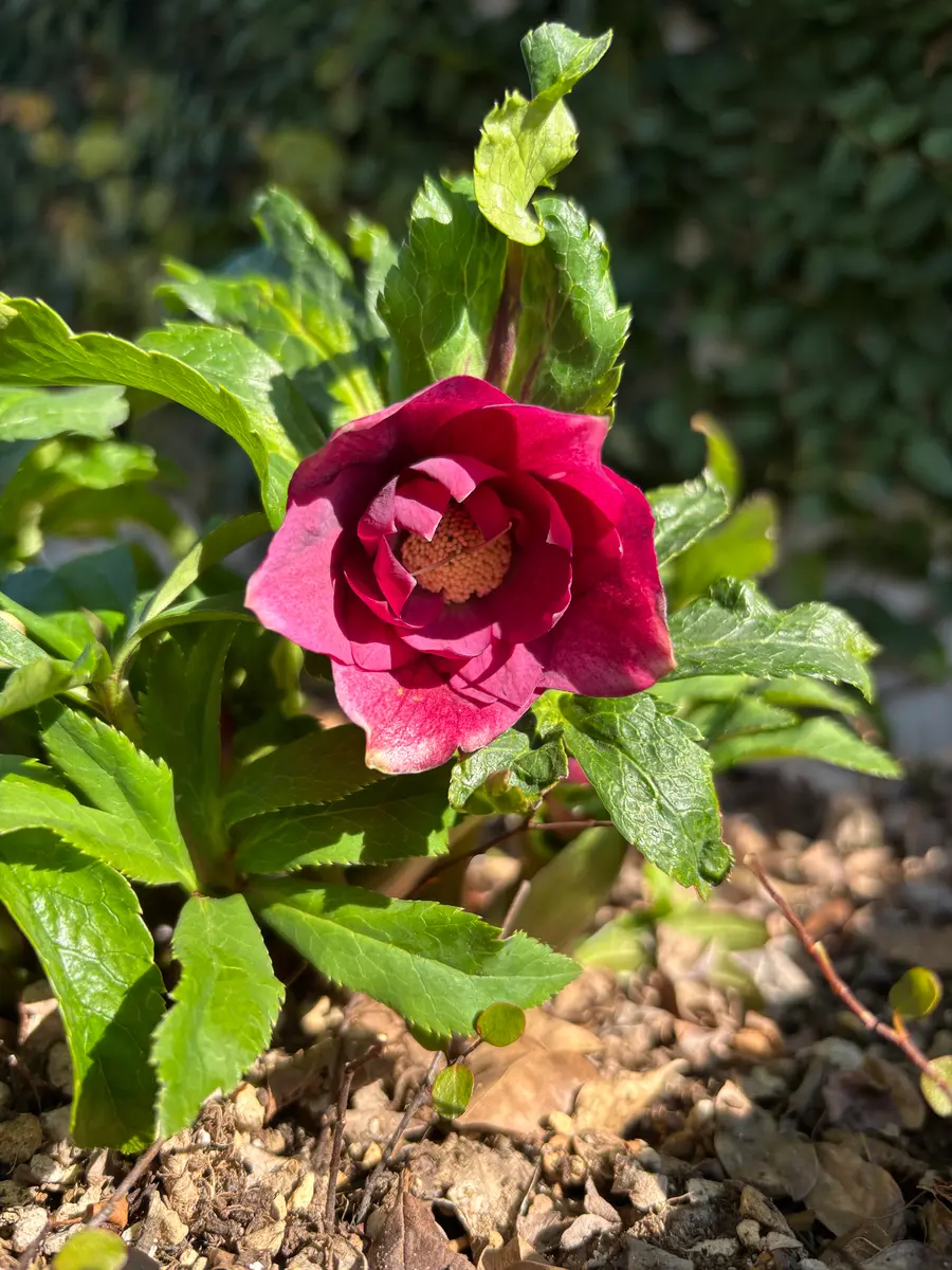 クリスマスローズ 2025.57 開花株 クリスマスローズ 開花｜園芸日記by