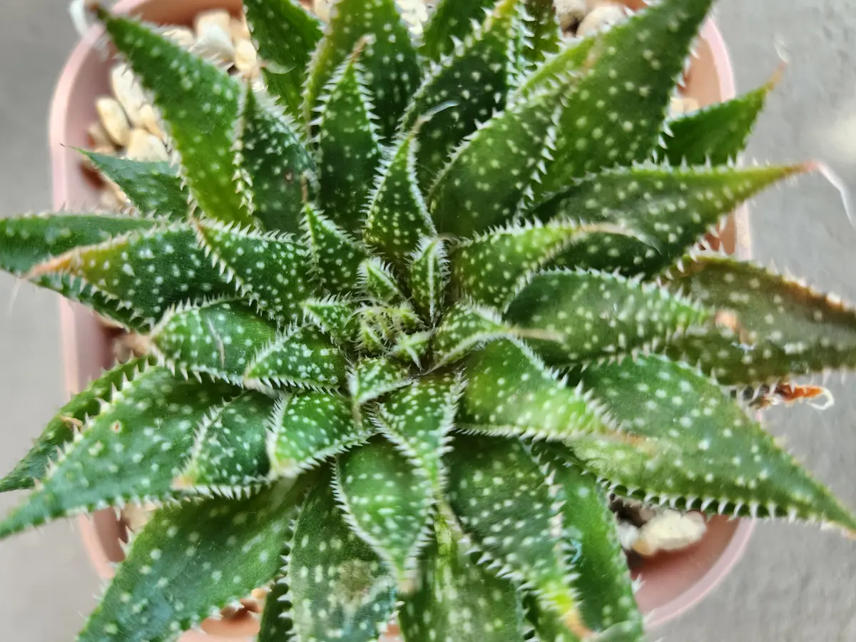 アロエ属じゃない(じゃなくなった)綾錦｜園芸日記by律九｜みんなの趣味