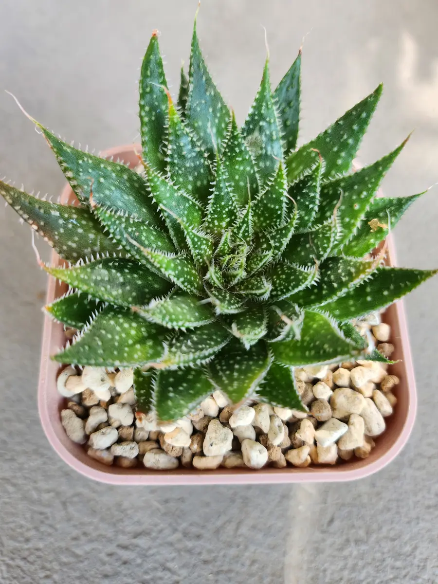 大群生！　アロエ　ダビアナ錦 アロエ・ダビアナ錦｜🍀GreenSnap（グリーンスナップ）