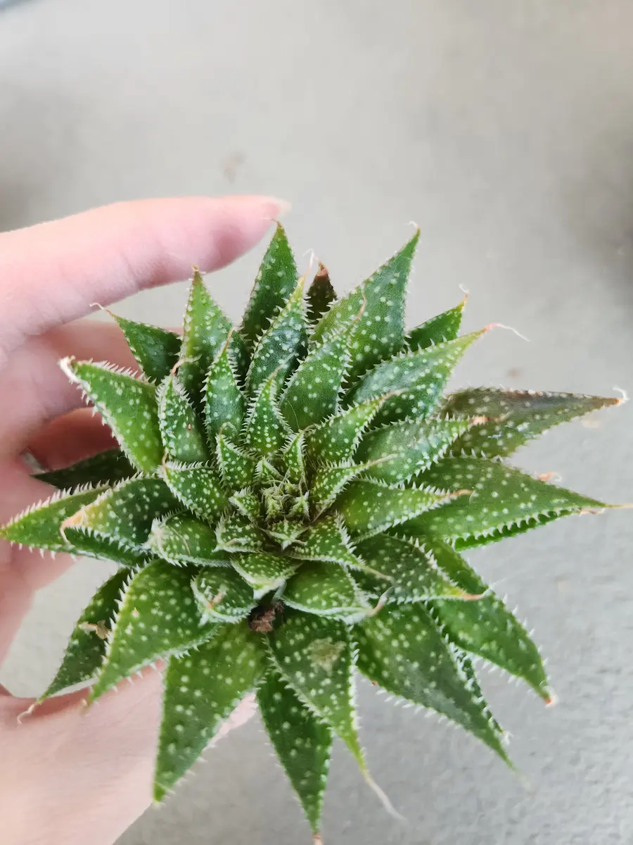 アロエ属じゃない(じゃなくなった)綾錦｜園芸日記by律九｜みんなの趣味