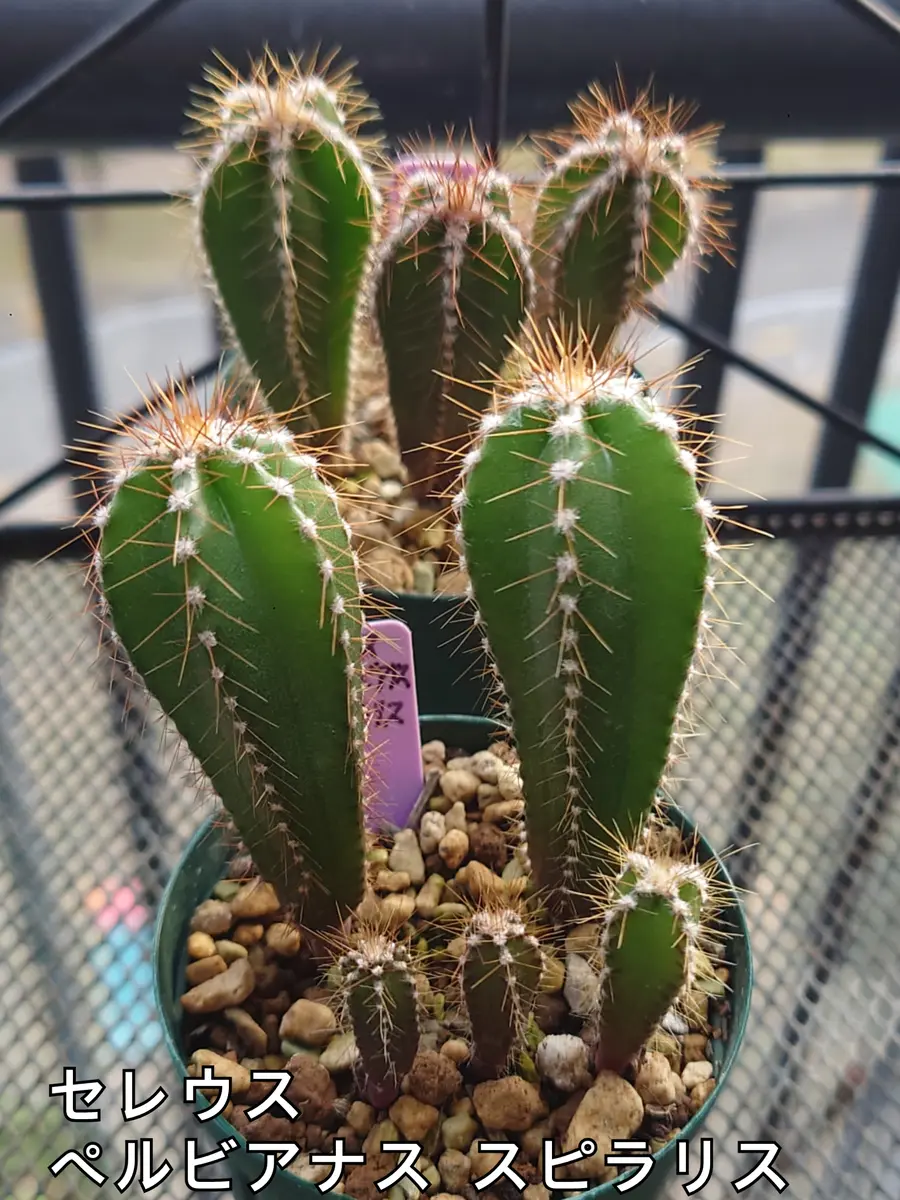 新商品✨15㎝セレウス ペルビアナス スピラリス E発根済み✨サボテン 新商品✨15㎝セレウス ペルビアナス スピラリス E発根済み✨サボテン