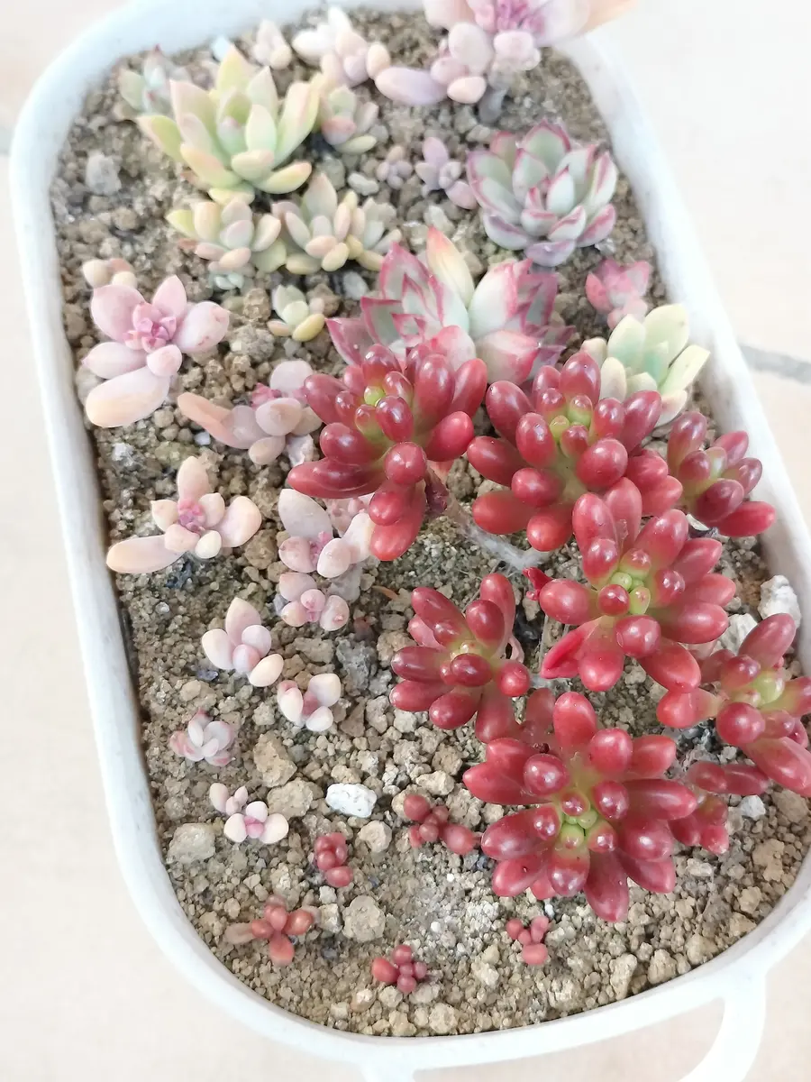 一点限定】モンちゃん 多肉植物 - ファッション雑貨