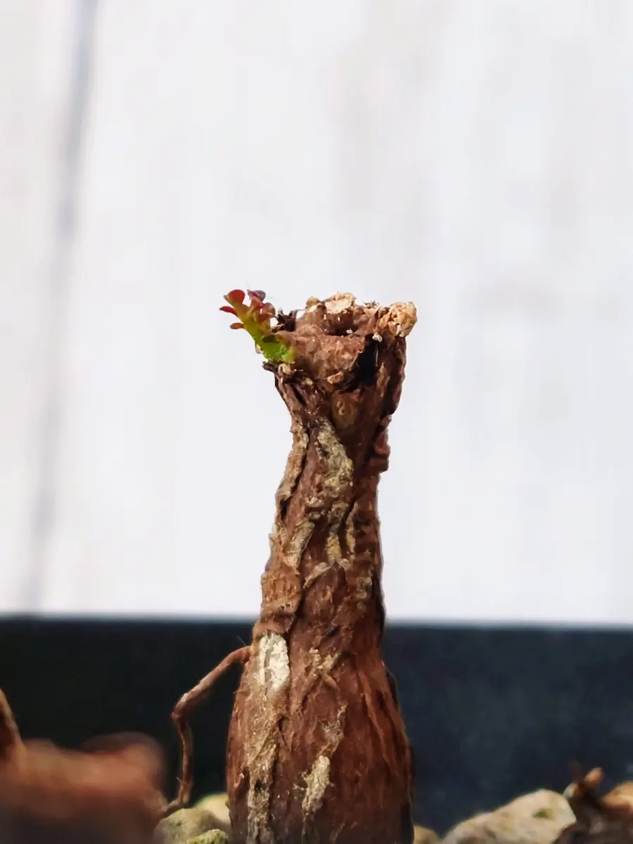 3ヶ月が経ち発芽した、オペルクリカリア・パキプスさんの根挿し