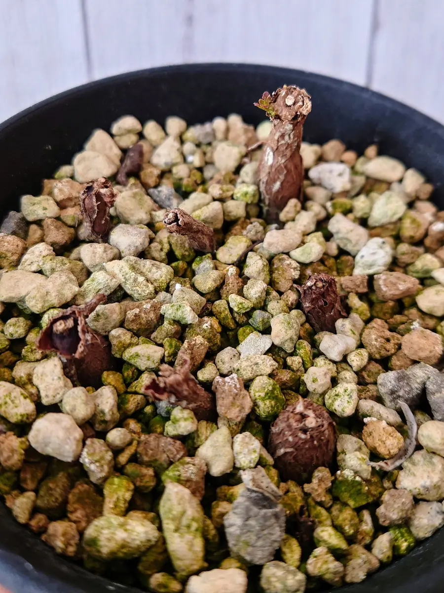 3ヶ月が経ち発芽した、オペルクリカリア・パキプスさんの根挿し