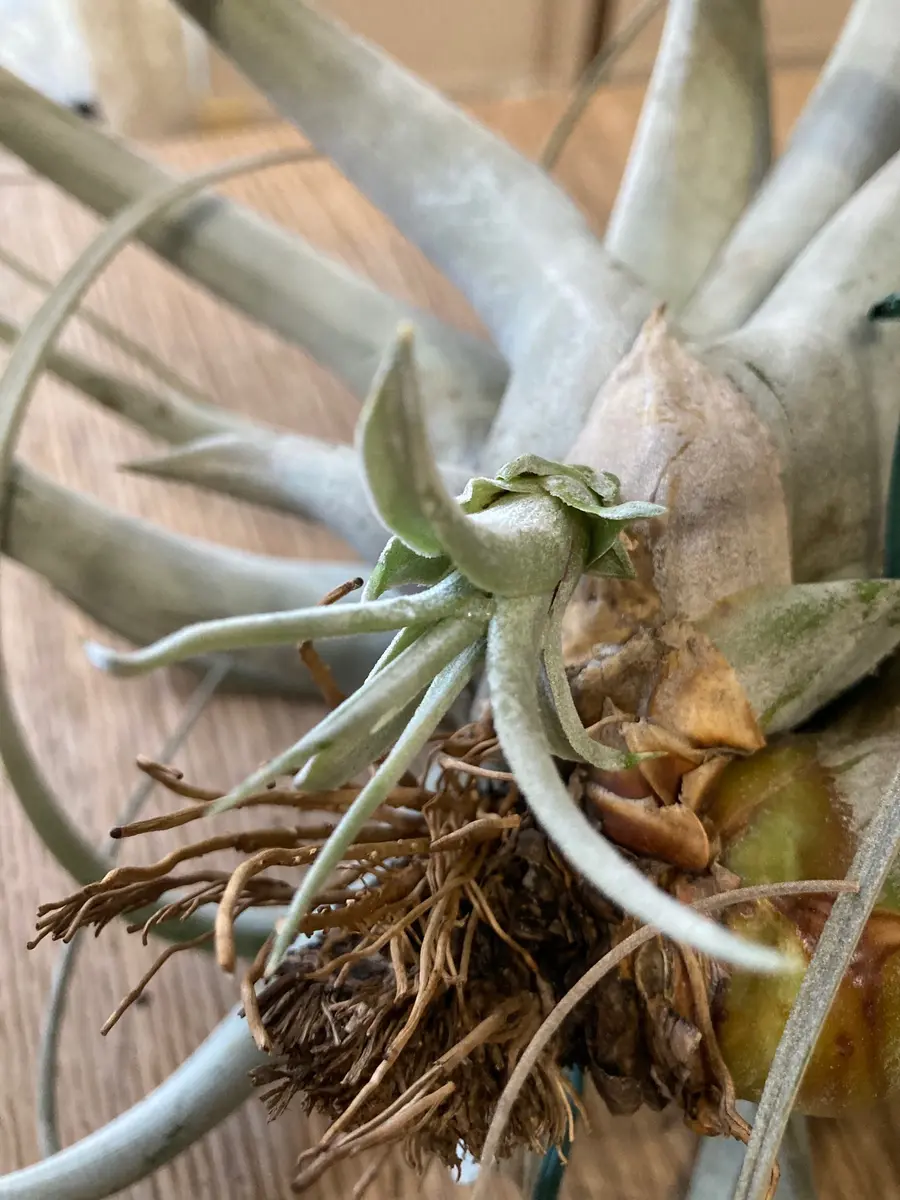 チランジア・キセログラフィカ15株…根っこ生え チランジア・キセログラフィカ15株…根っこ生え - メルカリ