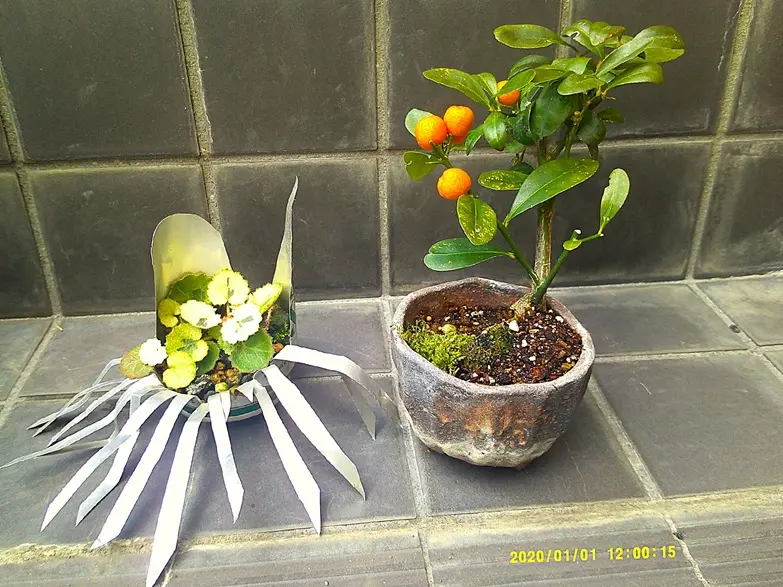 やはり、「『キンズ（金豆）』は、実づくりが簡単だから人気小盆栽だね