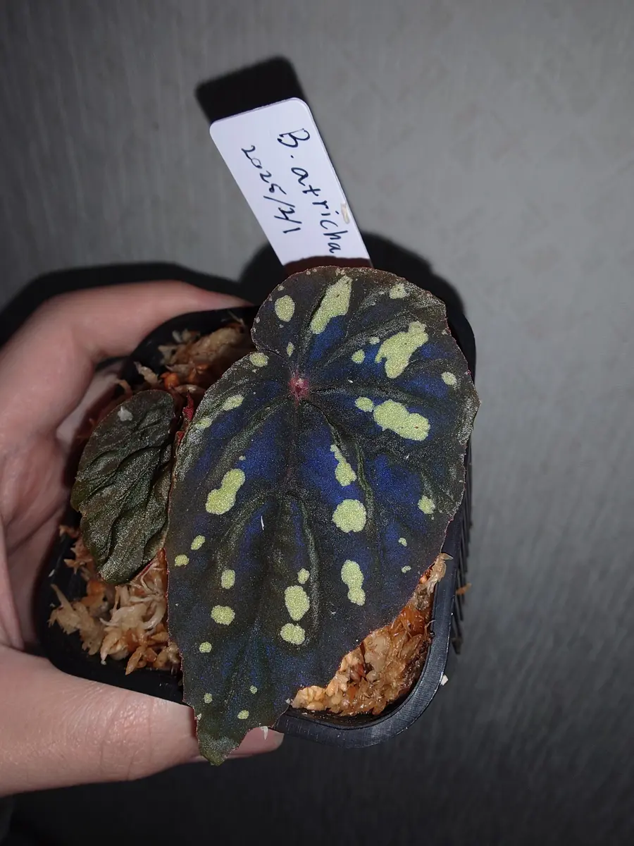 専用！Begonia atricha ベゴニア　アトリカ 美株❣️原種　増殖株 専用！Begonia atricha ベゴニア アトリカ 美株❣️原種 増殖株
