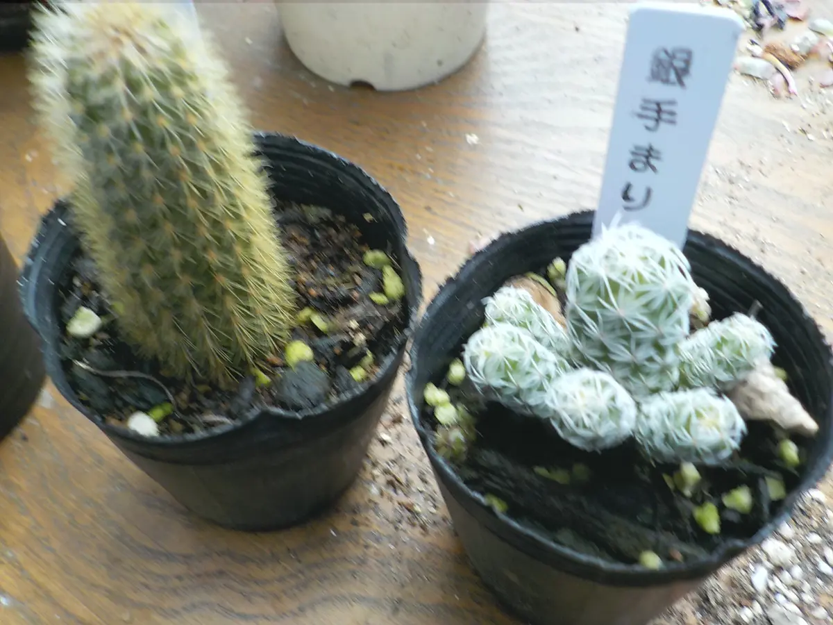 国内発送 サボテンを買ってきました。｜園芸日記byすてきなおじいちゃん サボテン