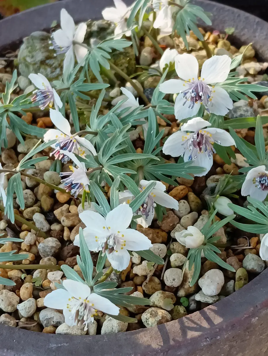 セツブンソウ 節分草 緑花細多弁２芸品 2/9終了