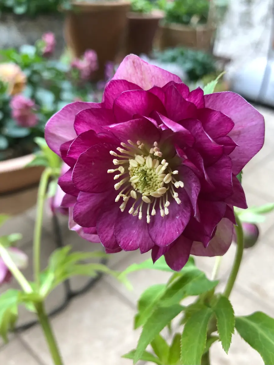 クリスマスローズお問い合わせフォーム クリスマスローズお問い合わせフォーム