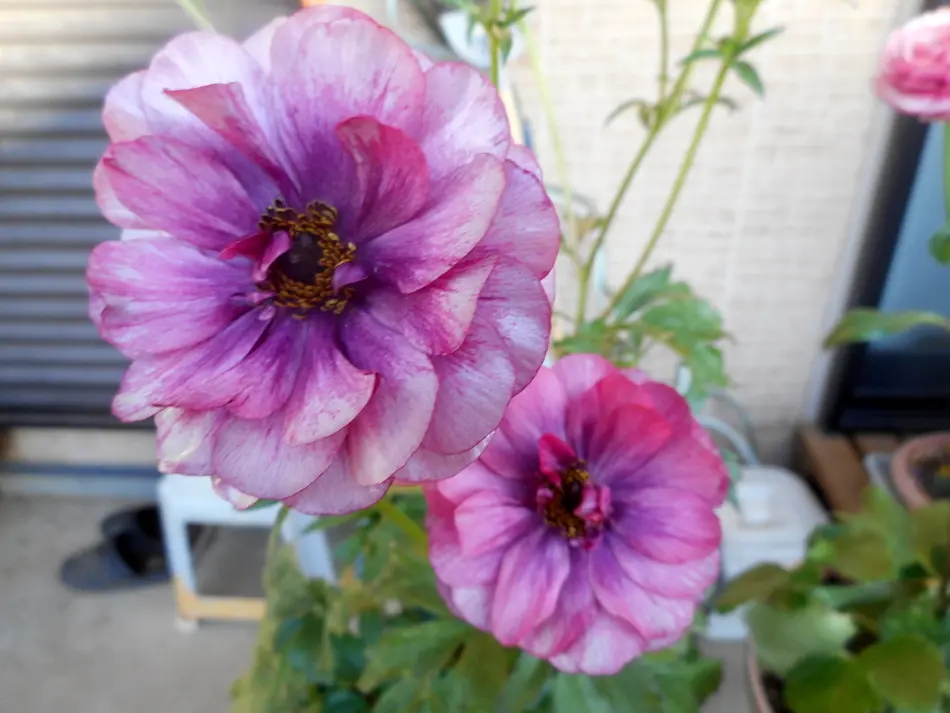 寄せ植え(^^♪|園芸日記by愛は花。|みんなの趣味の園芸|1290171 寄せ植え(^^♪|園芸日記by愛は花。|みんなの趣味の園芸|1290171