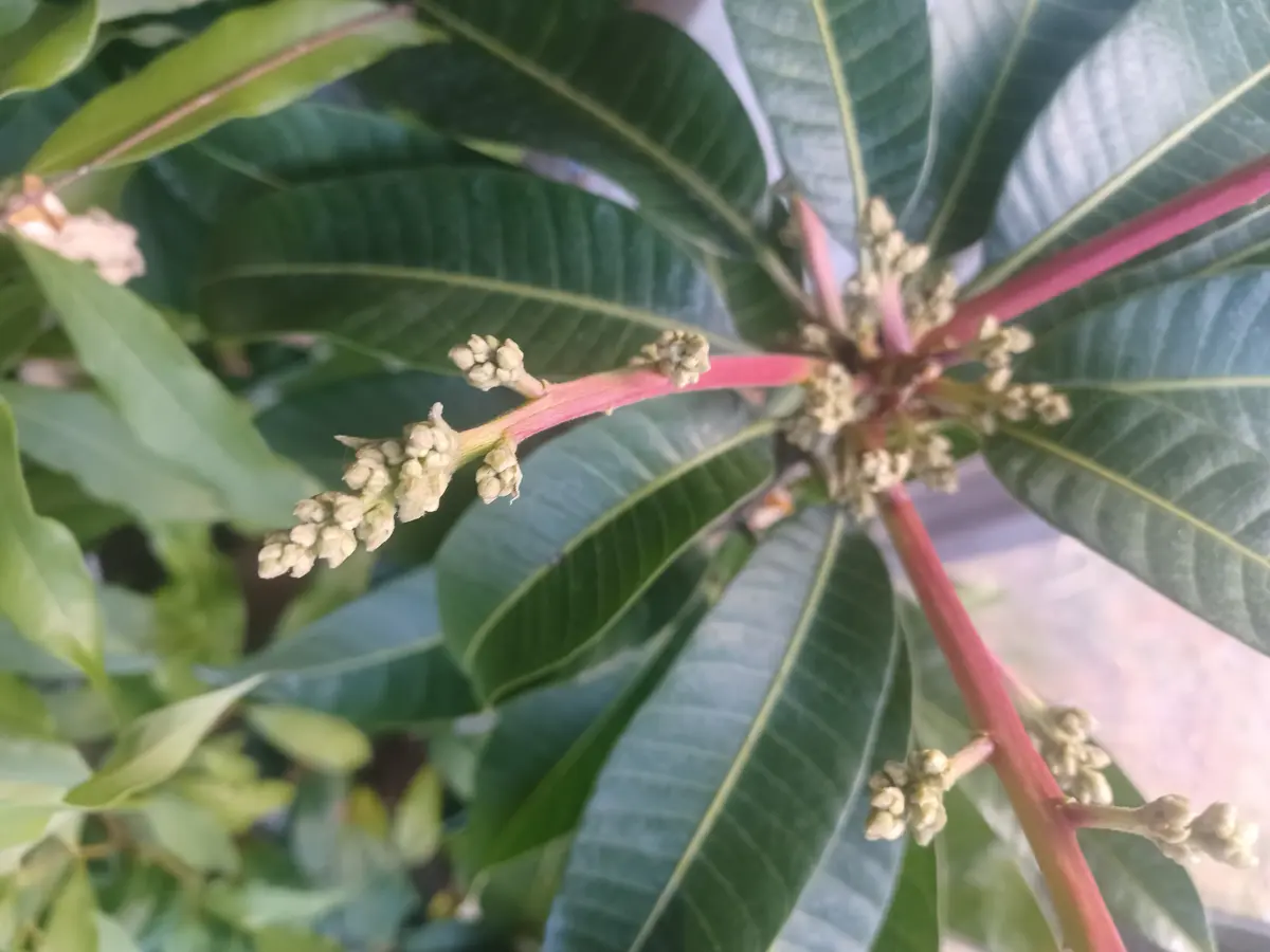 マンゴー 花芽｜園芸日記byようせい｜みんなの趣味の園芸｜1290934
