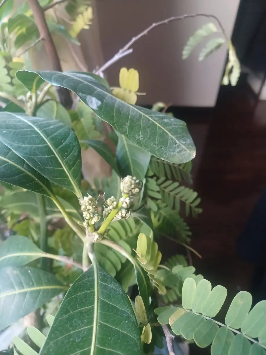 マンゴー 花芽｜園芸日記byようせい｜みんなの趣味の園芸｜1290934