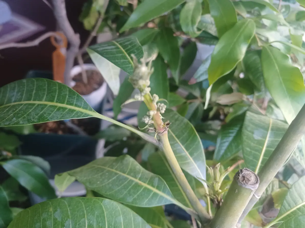 マンゴー 花芽｜園芸日記byようせい｜みんなの趣味の園芸｜1290934