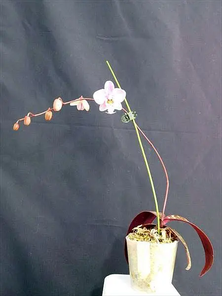 胡蝶蘭原種 シレリアナ2 開花｜園芸日記byネカタ｜みんなの趣味の園芸