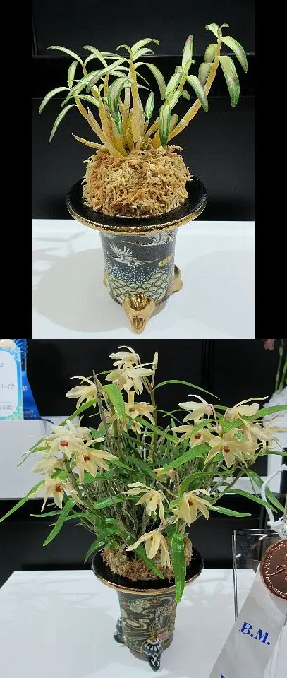 洋蘭・カトレア 大輪黄花品種 Chyong Guu X Goldenzelle(40) ラン